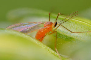 Los mosquitos en el control biológico