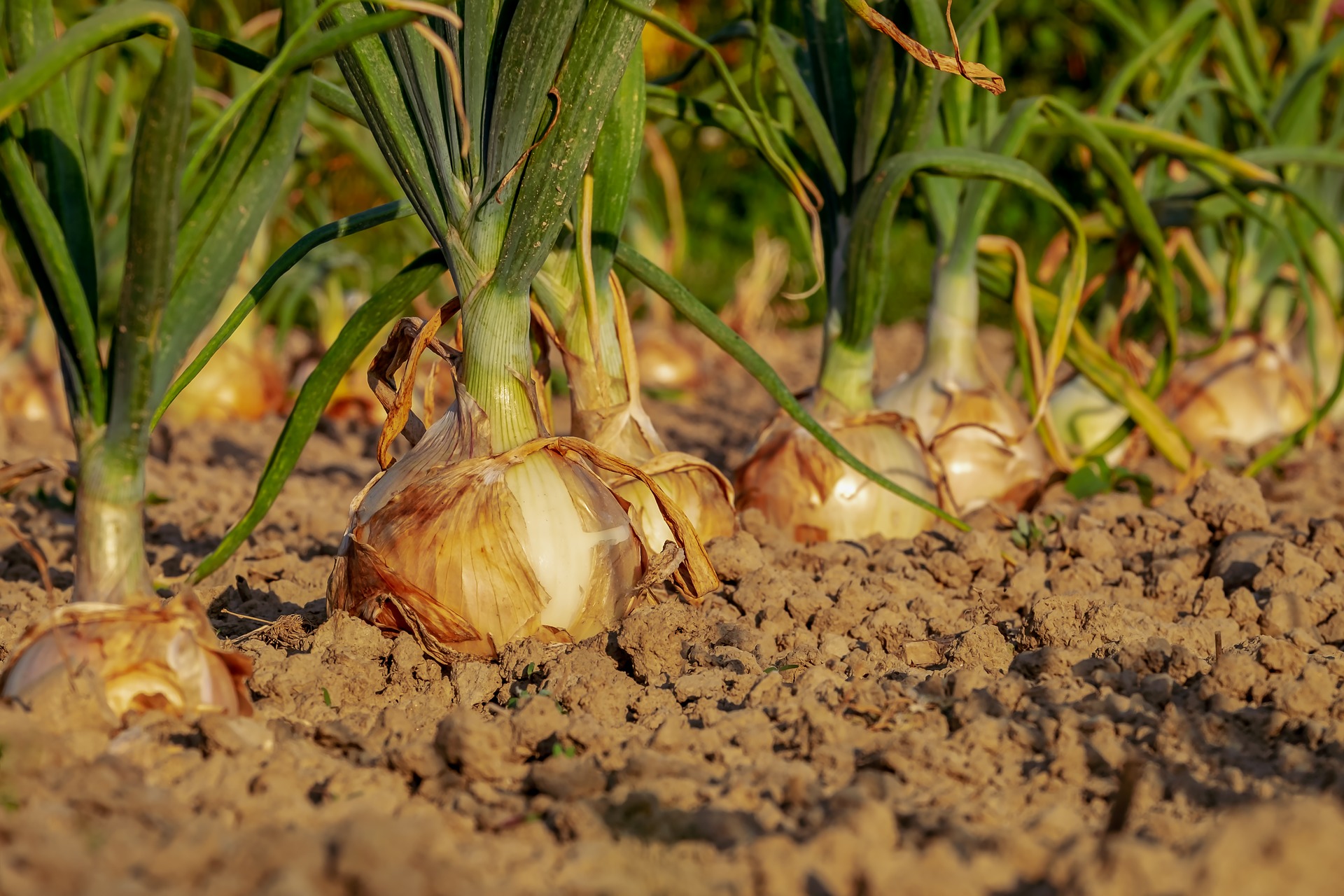 La Cebolla Allium Cepa 