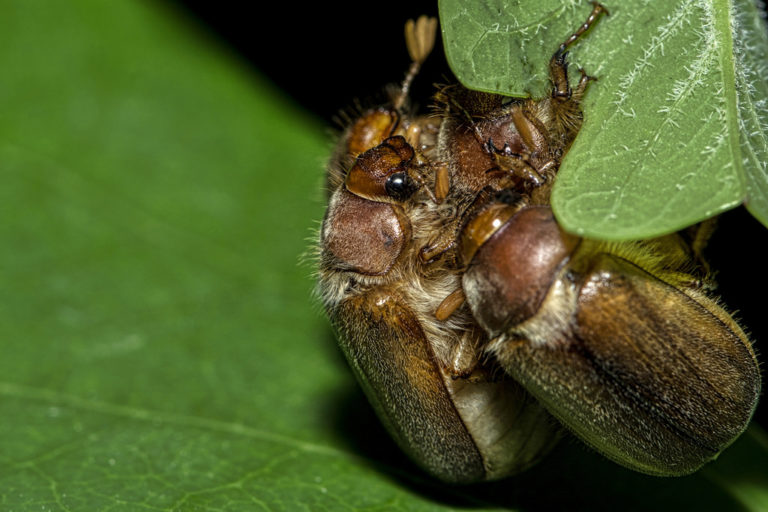 Gallina ciega (Phyllophaga spp)