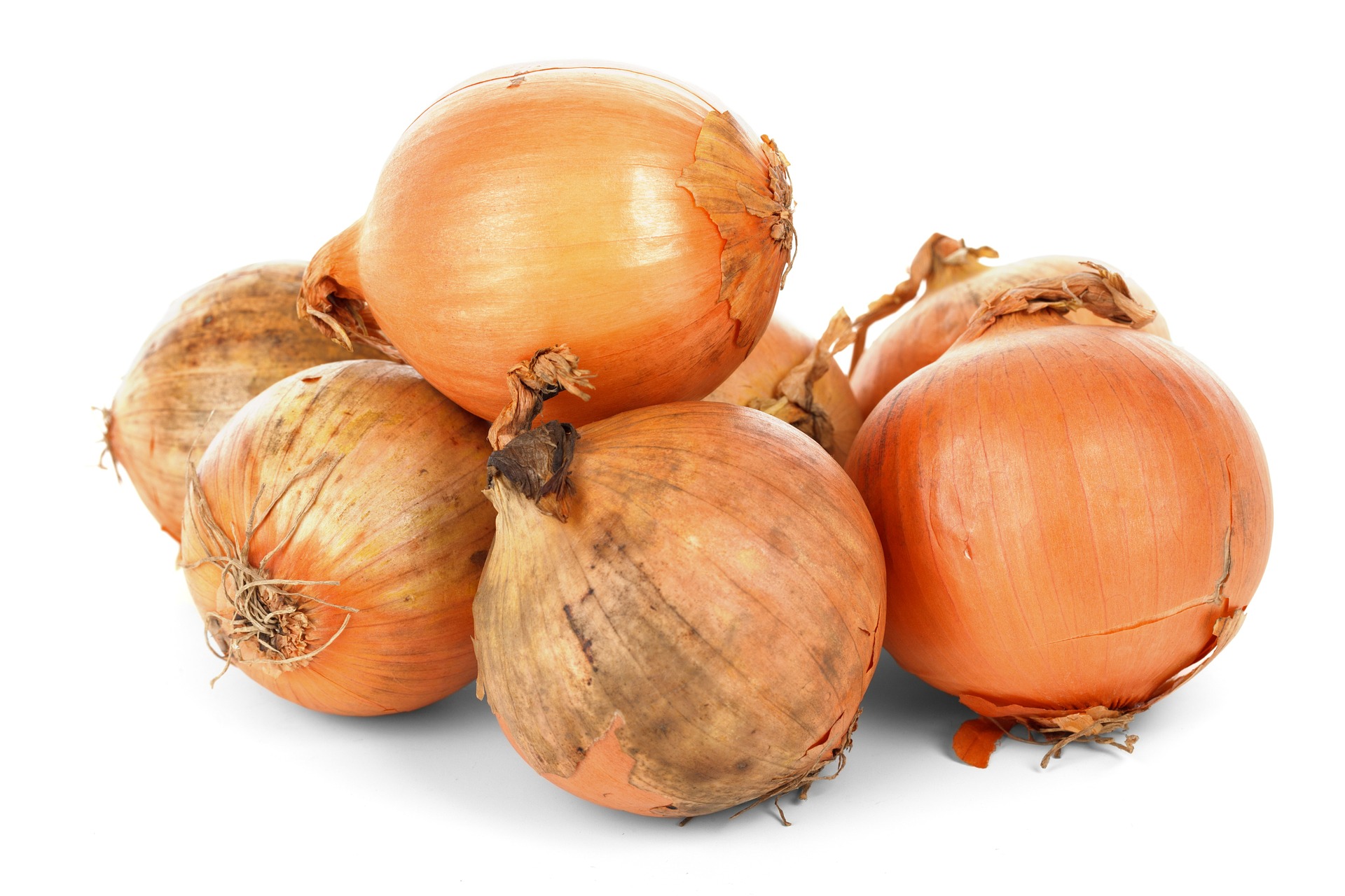 La Cebolla Allium Cepa 