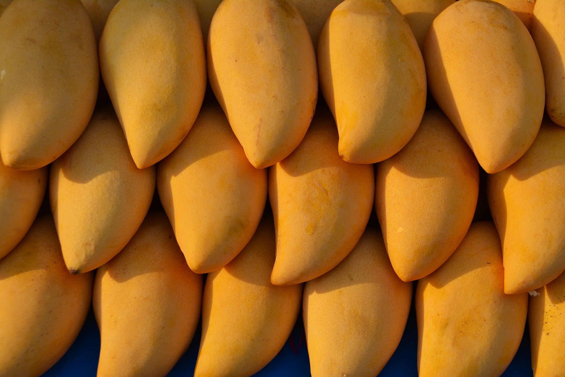 el cultivo del mango (Mangifera indica L.)