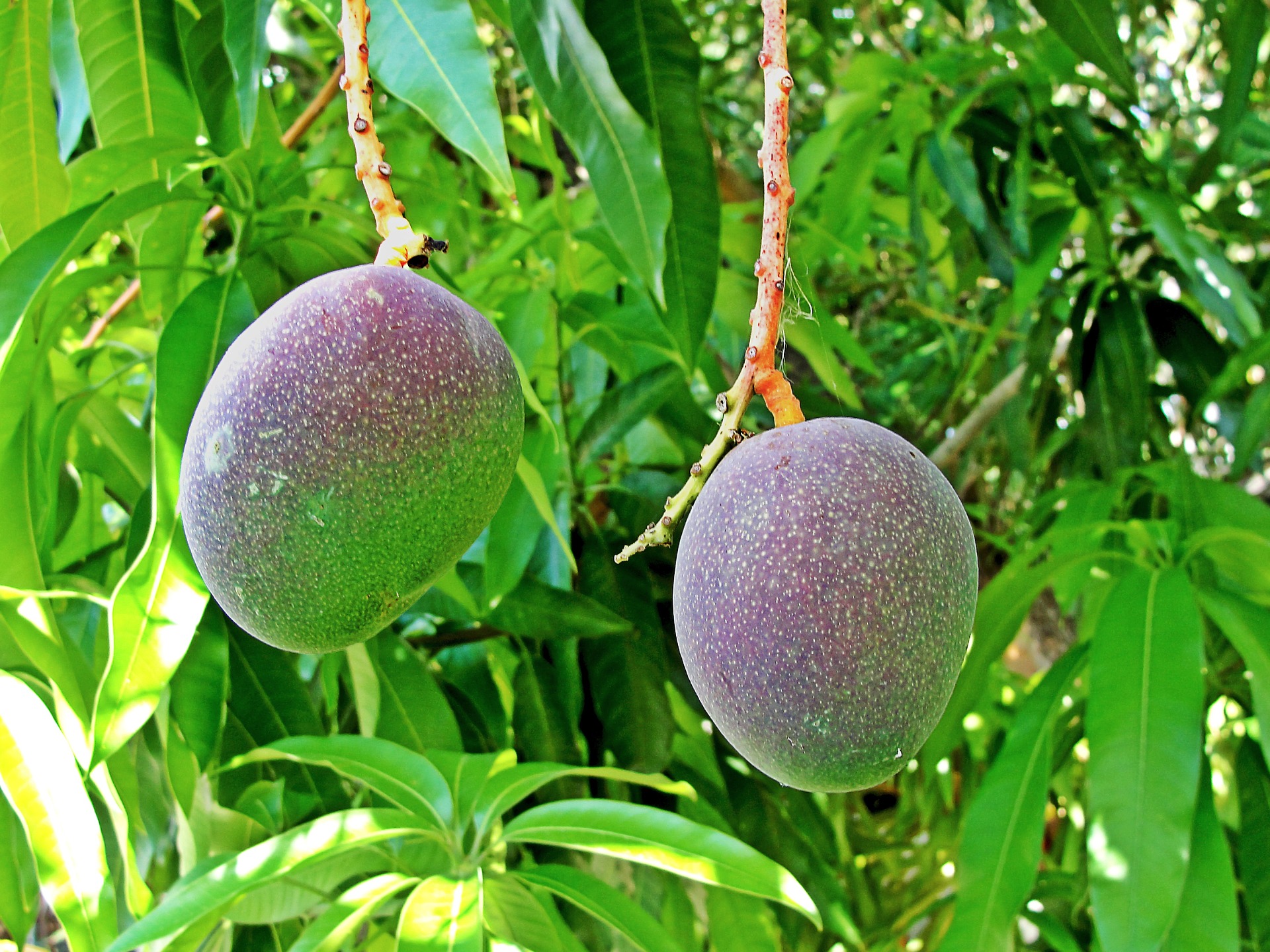 cultivo de mango