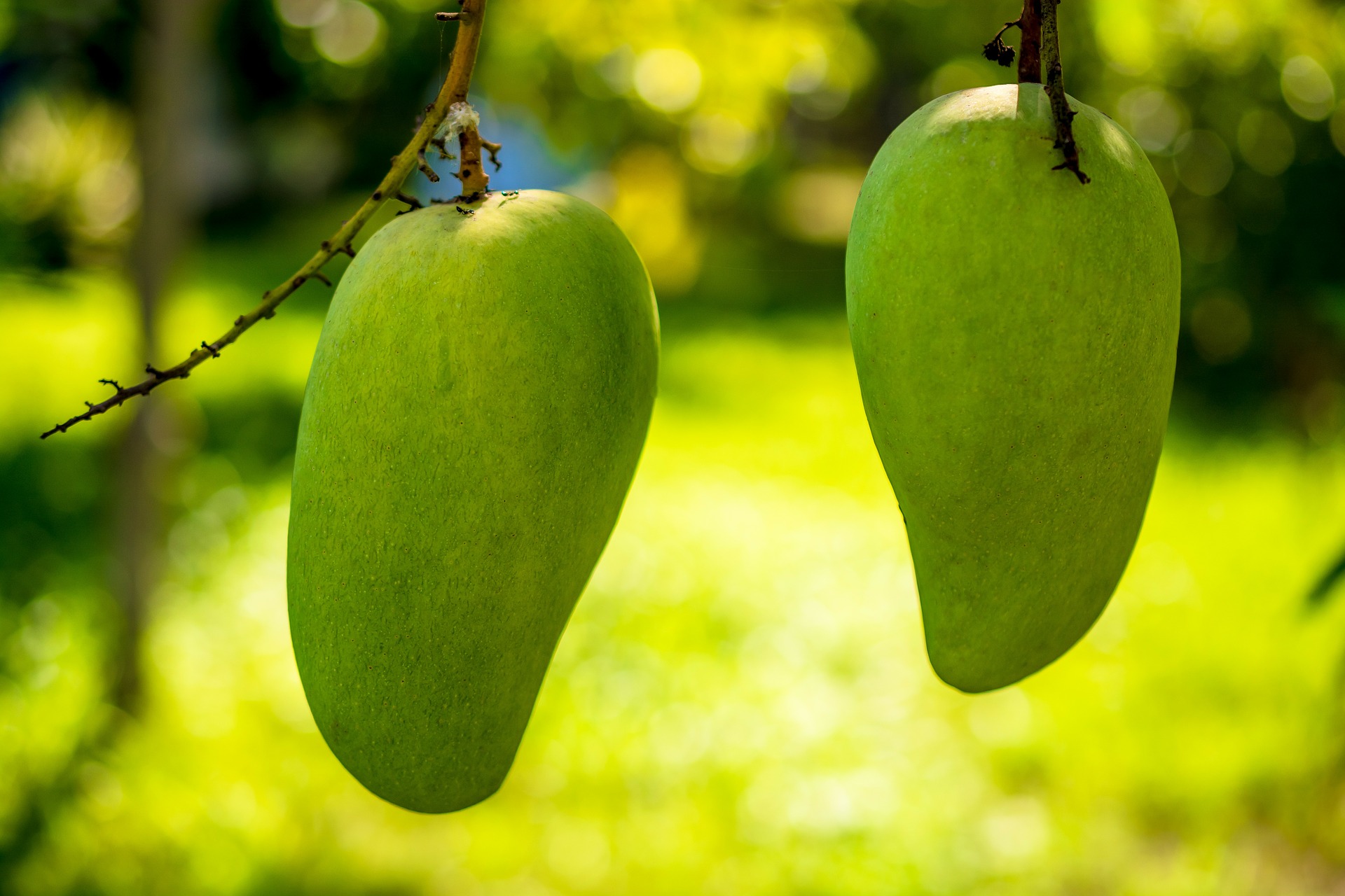 El cultivo de mango manila