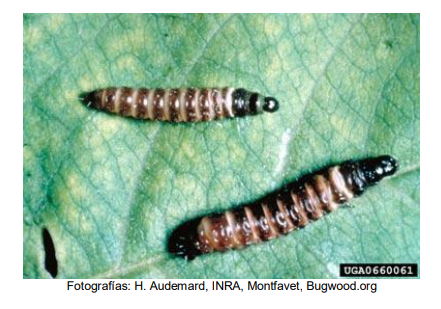 Larva de barrenador del tallo del durazno (Anarsia lineatella)