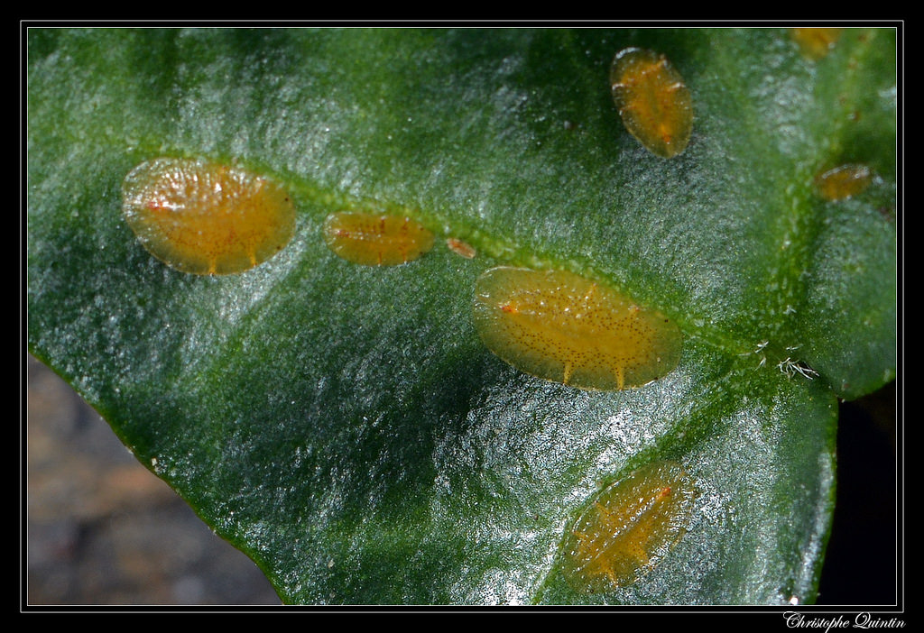 Cochinilla blanda (Coccus hesperidum)