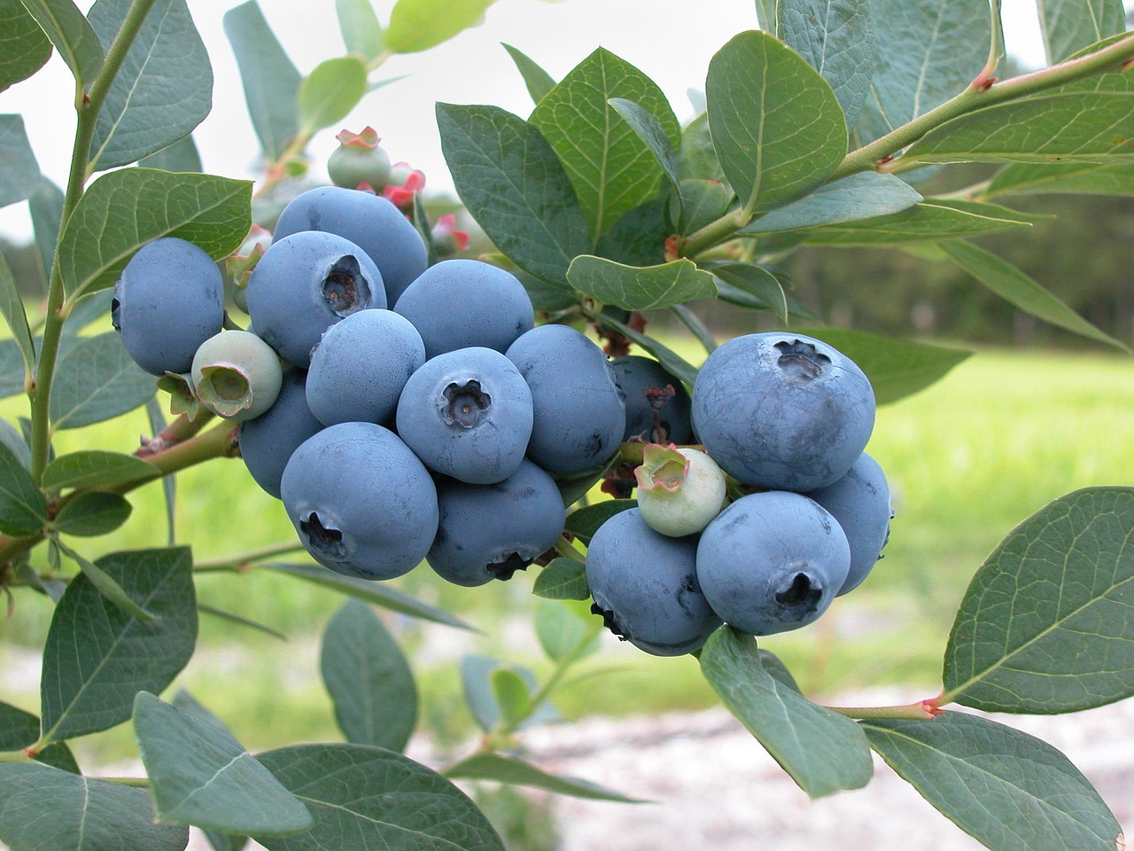 Arándano azul o blueberry