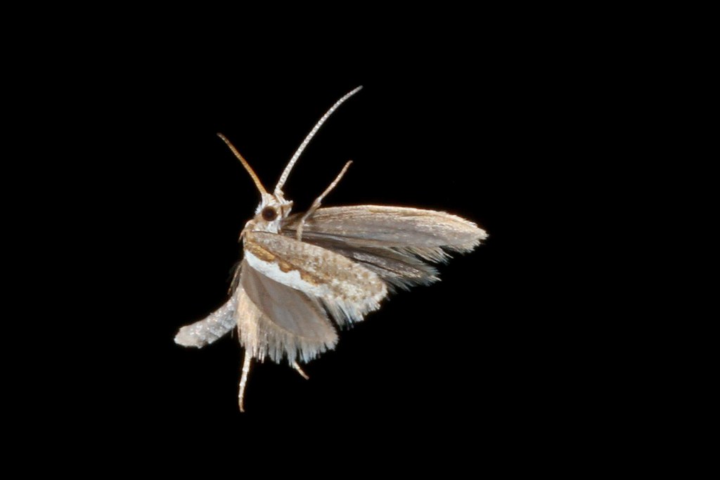 Plutella xylostella es un lepidoptero que se alimenta de brócoli, coliflor y col