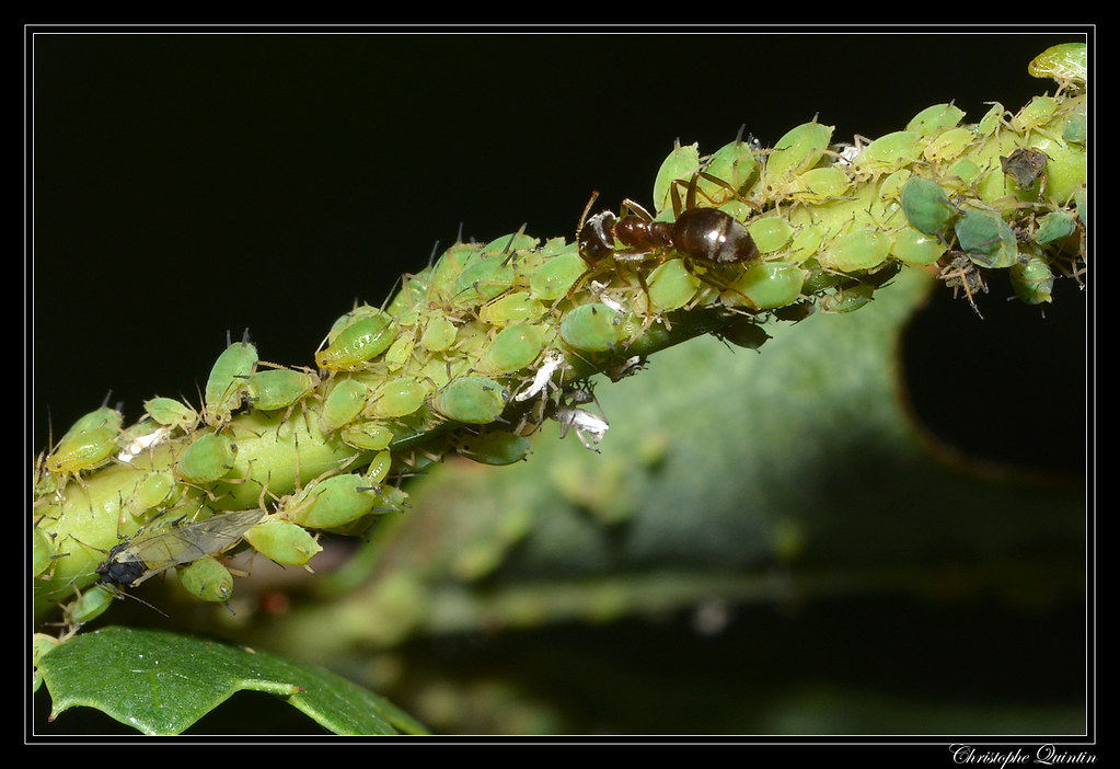 Aphis spiraecola es una plaga llamada comúnmente pulgón verde de los cítricos