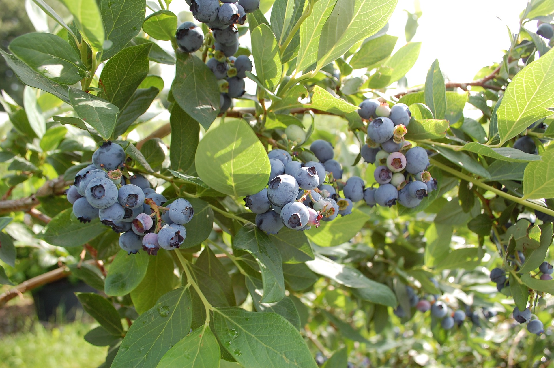 Cultivo de blueberry en México