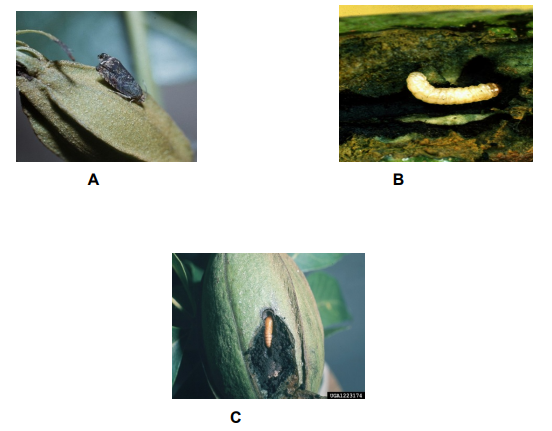 Ciclo biológico del gusano barrenador del ruezno (Cydia caryana)