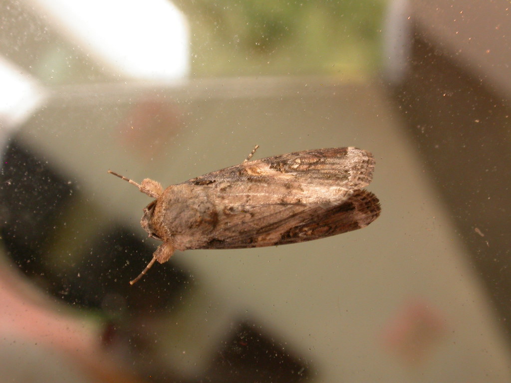Adulto del gusano cogollero (Spodoptera frugiperda)