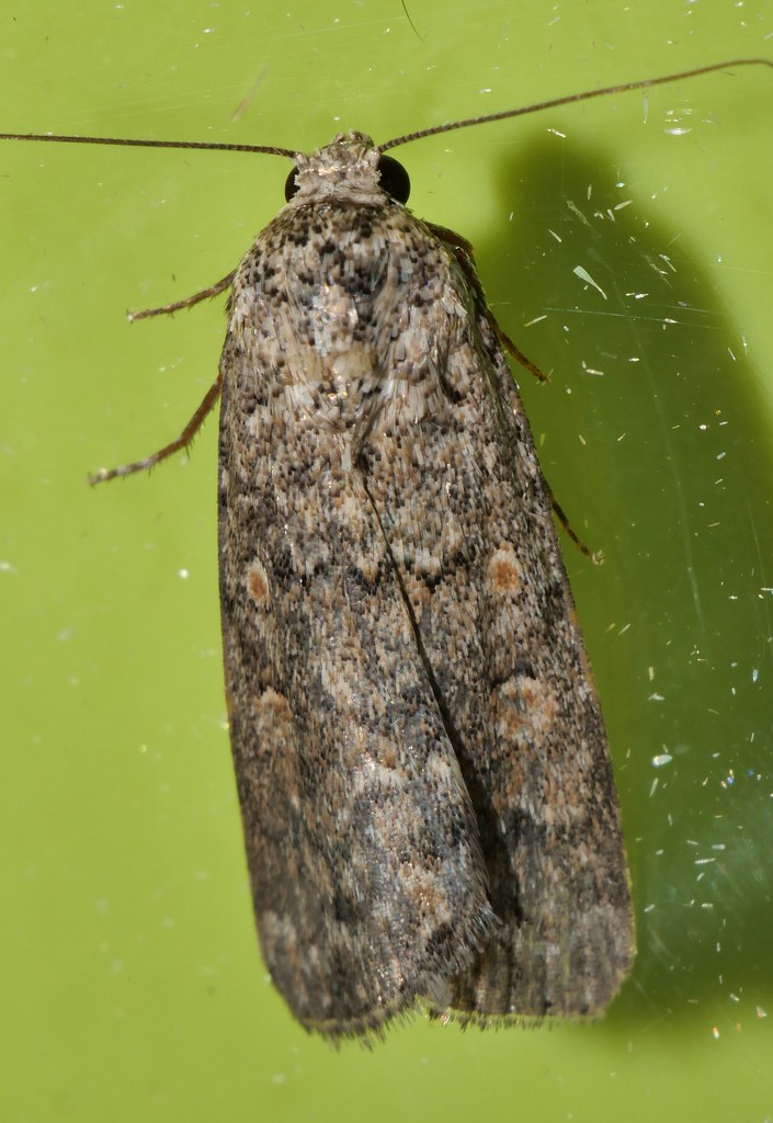 Gusano Rosquilla Verde Spodoptera Exigua Gusano Rosquilla Verde Spodoptera Exigua