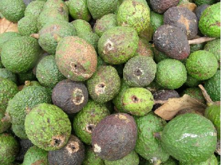 macaronesiaaguacates - SABÍAS QUÉ? El aguacate presenta un  comportamiento en su floración que se denomina dicogamia protoginia. Se  llama dicogamia a la separación temporal en la maduración de los sexos de  una