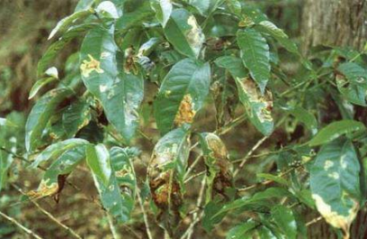 Daños del minador del café (Leucoptera coffeella)