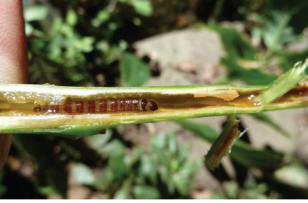 Palomilla barrenadora del aguacate (Stenoma catenifer)