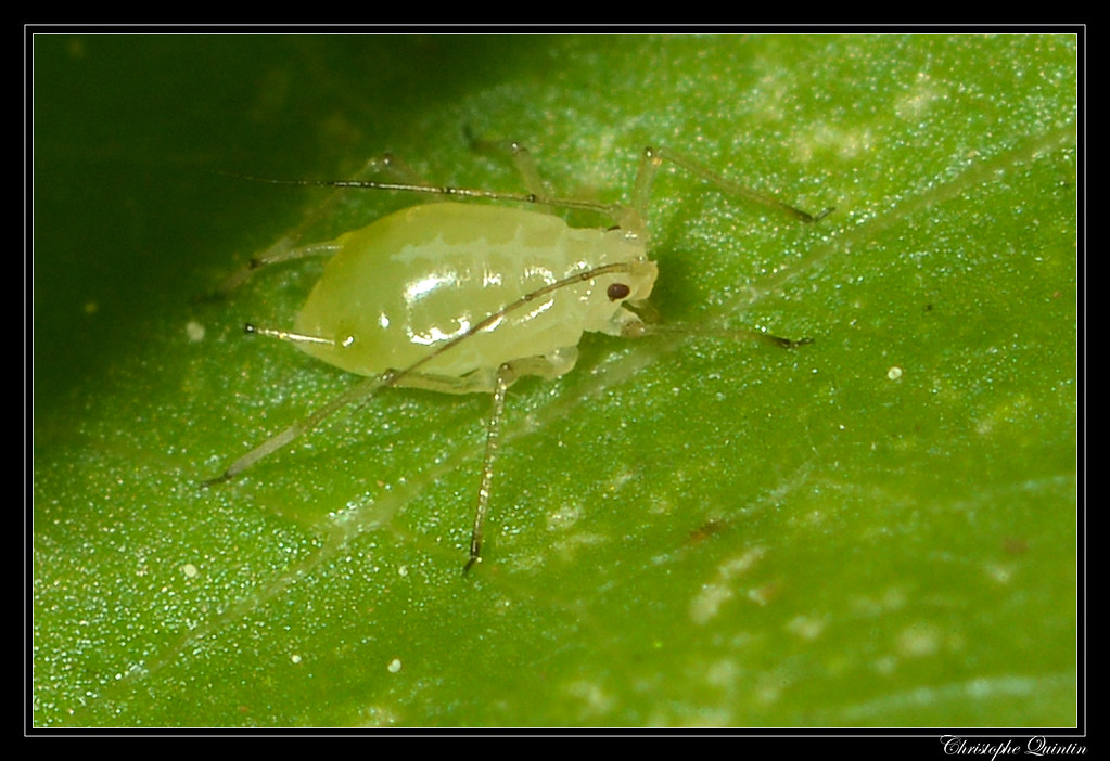 Ninfa de pulgón verde del durazno (Myzus persicae)