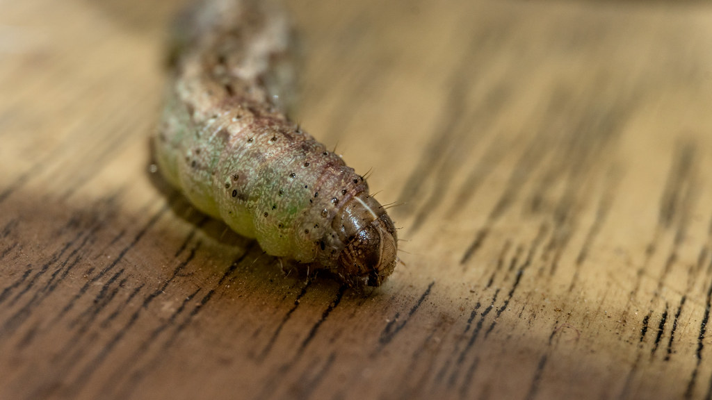 Larva de gusano cogollero (Spodoptera frugiperda)