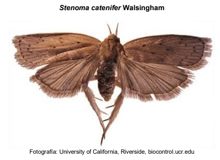 Palomilla de Stenoma catenifer