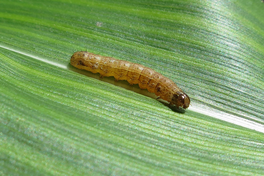 Larva de gusano cogollero