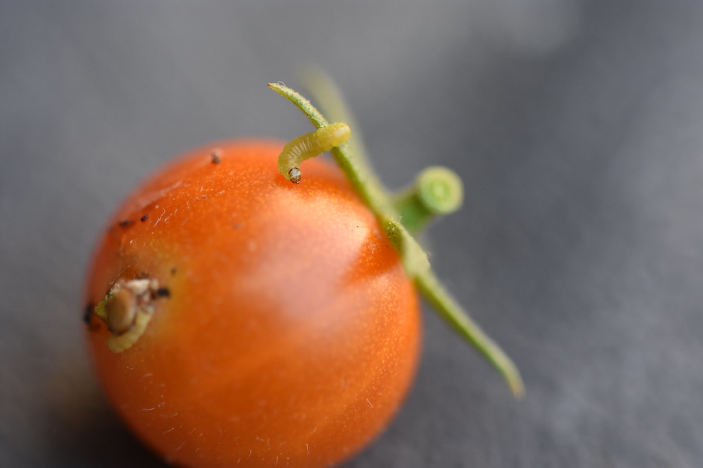 Minador del tomate (Tuta absoluta)