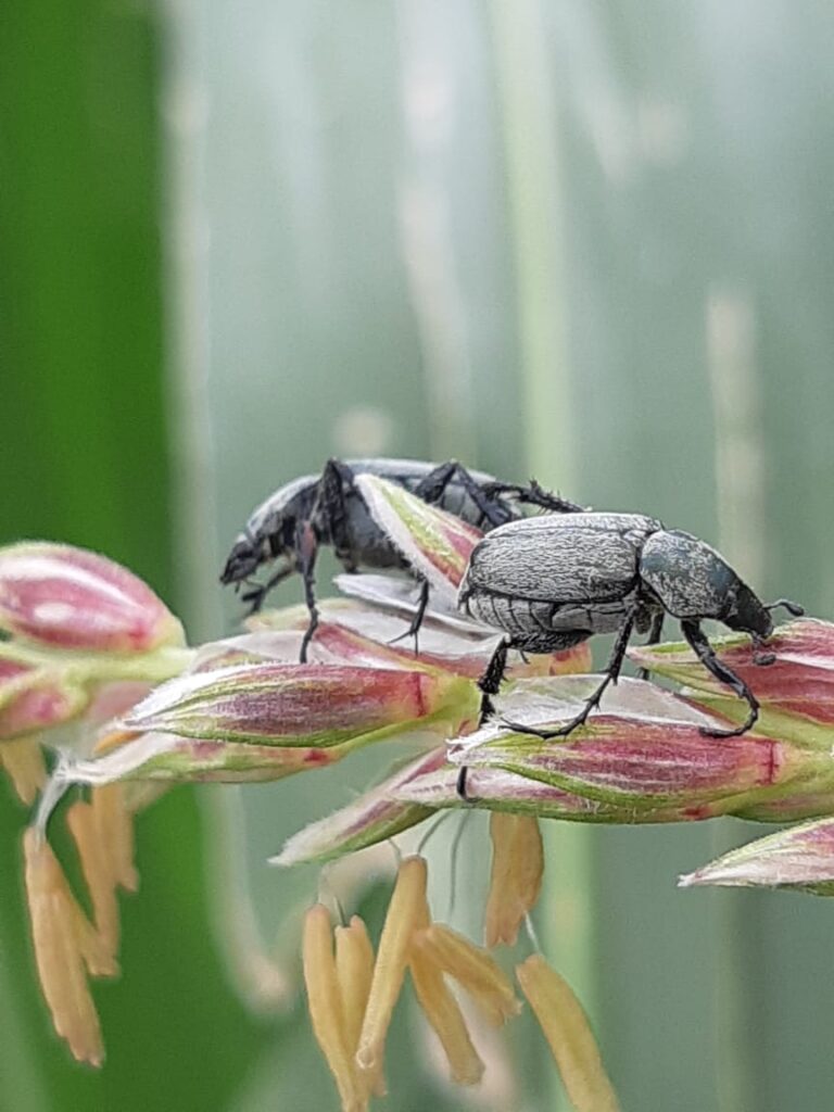 Escarabajo frailecillo en maíz (Macrodactylus sp)
