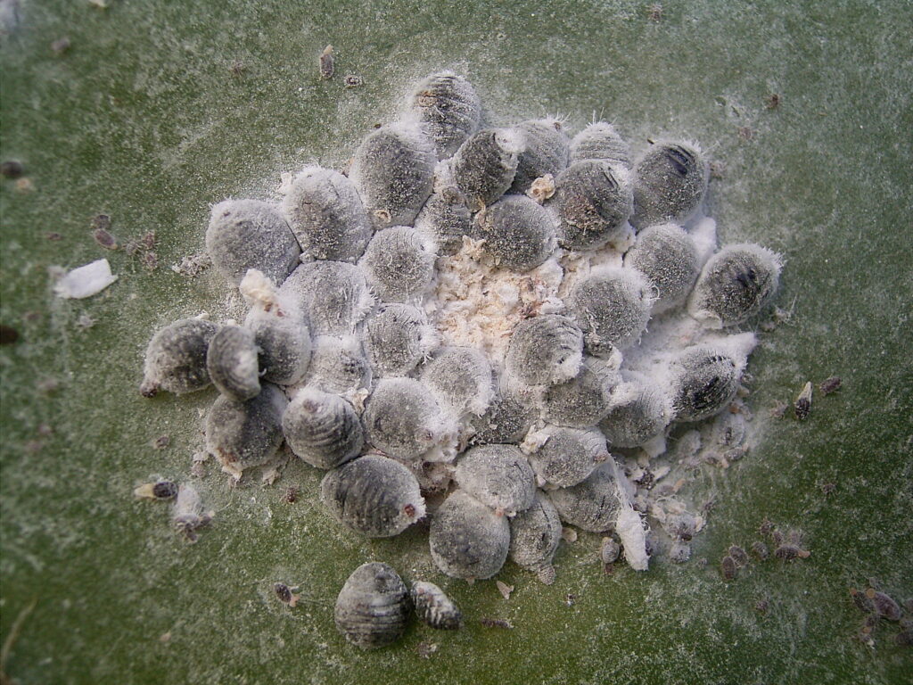 cochinilla grana
Dactylopius coccus 

