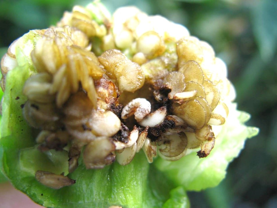 Larvas de picudo de chile (Anthonomus eugenii Cano)