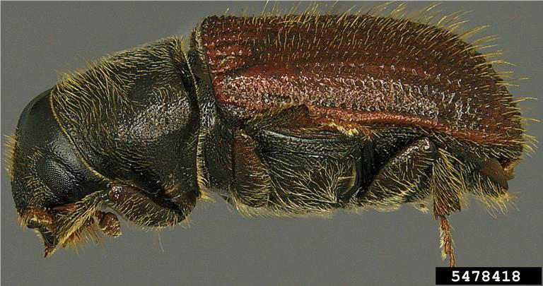 Escarabajo de la corteza Dendroctonus pseudotsugae Hopkins