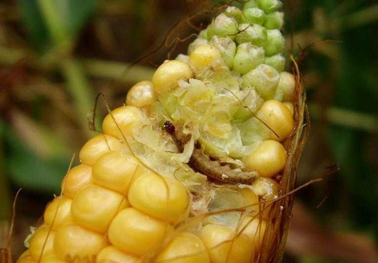 barrenador del maíz (Prostephanus truncatus Horn)
