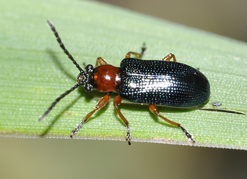 Escarabajo de la hoja del cereal Oulema melanopus L.