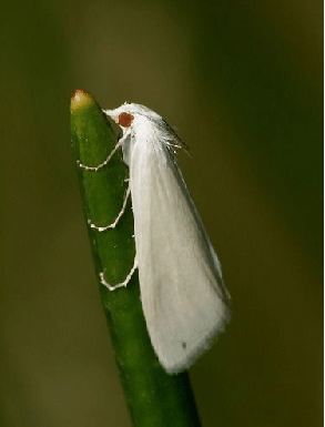  palomilla blanca del arroz 
Rupela albinella Cramer
