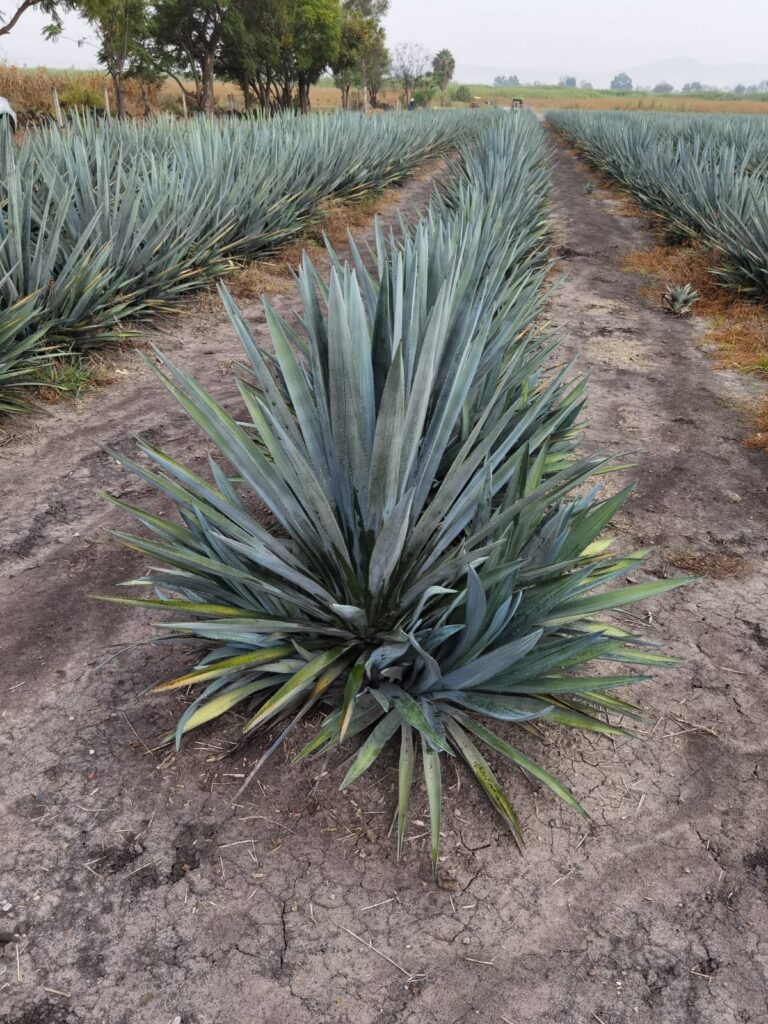 Manejo de herbicidas en el cultivo de agave azul. Estas plantas muestran fitoxicidad clasica debido a l exceso de aplicaciones realizado.